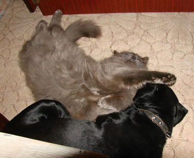 Sleeping Cat 11