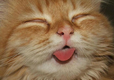 Sleeping Cat 13