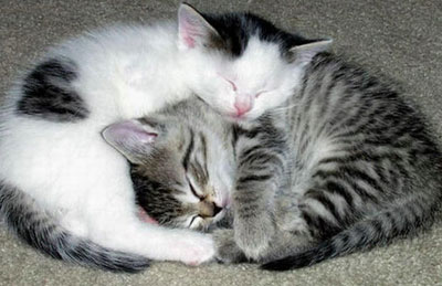 Sleeping Cat 14