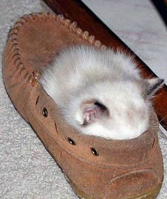 Sleeping Cat 15