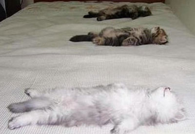 Sleeping Cat 16