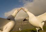 Pictures of Wild Life