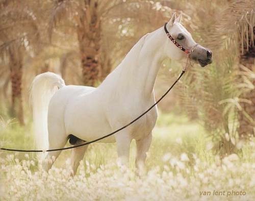 The most beautiful horse in the world