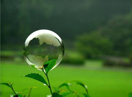 The most beautiful plant in the world