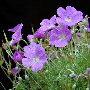 Geranium