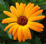 Flowers That Cure