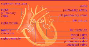 Heart Diagram