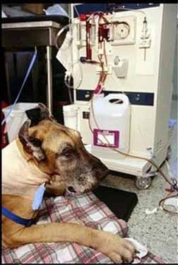 Dog infected witth Melamine Milk