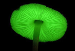 Mushrooms that Glow in the Dark