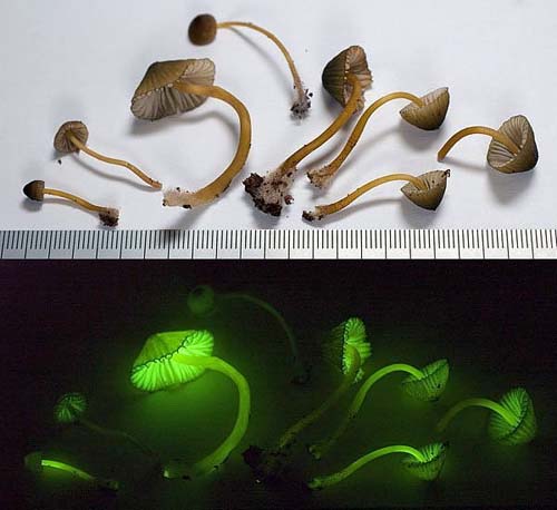 Mushrooms that Glow in the Dark 02