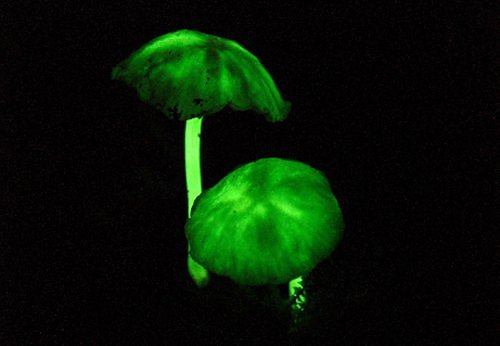 http://www.wonderfulinfo.com/winfo/glowmushrooms/pic04.jpg