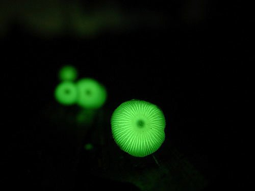 Mushrooms that Glow in the Dark 05