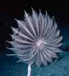 A jogging flower - humble sea lily