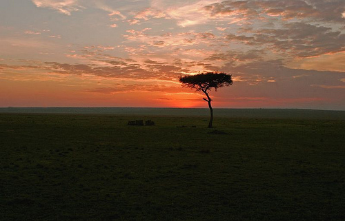 African Plains