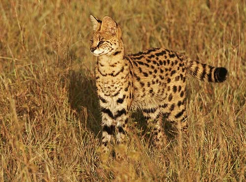 African Plains - Beautiful Animal