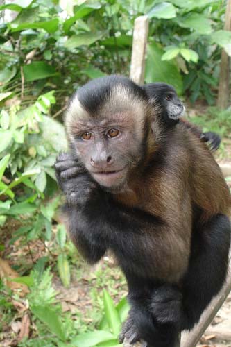 Monkey of Amazon Rainforest